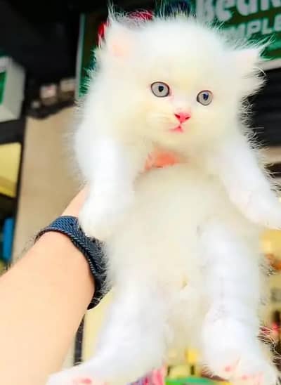 (Persian female kitten) (for sale all) (Pakistan delivery available)