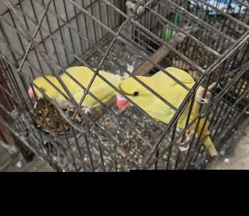 yellow ringneck pair 0
