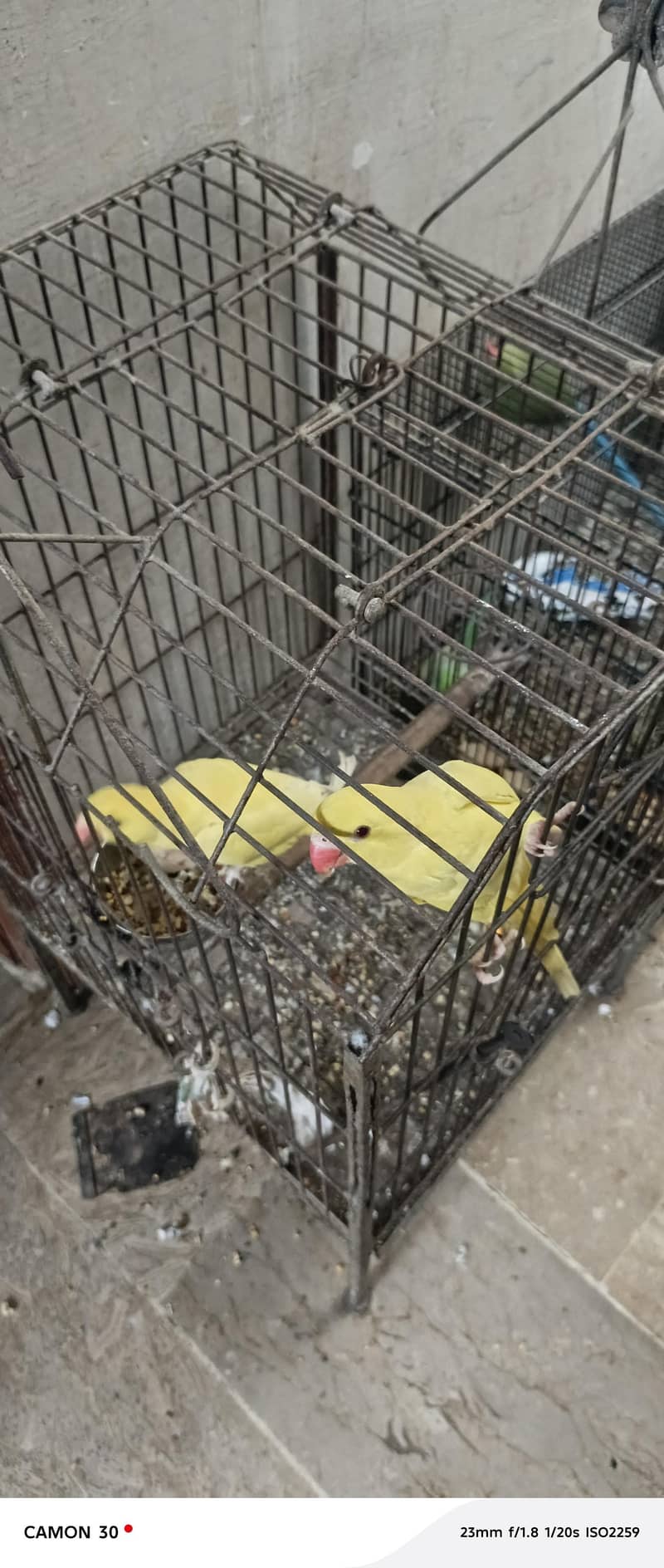 yellow ringneck pair 1