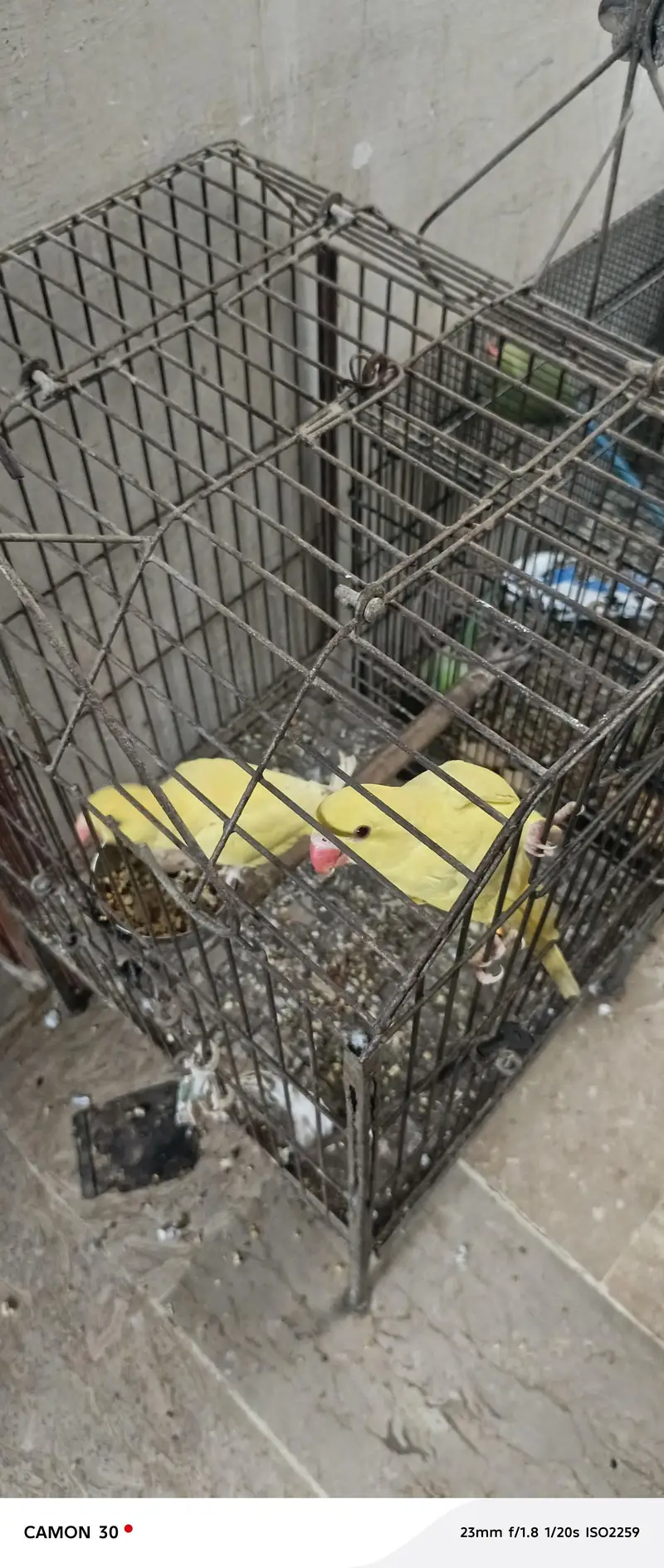 Premium Yellow Ringneck Pair Available for Sale — photo 3