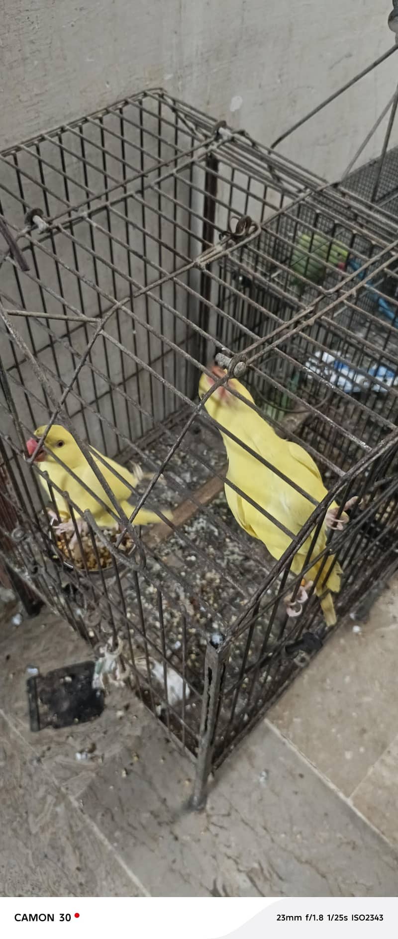 yellow ringneck pair 2