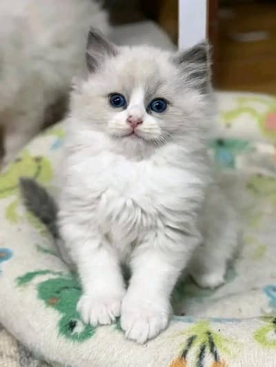 Persian | kittens | Cats | Blue eyes|  3 kot | WA | O348O29O146 =°=