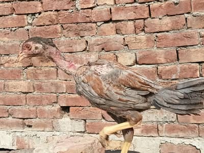 pure aseel mianwali chiks