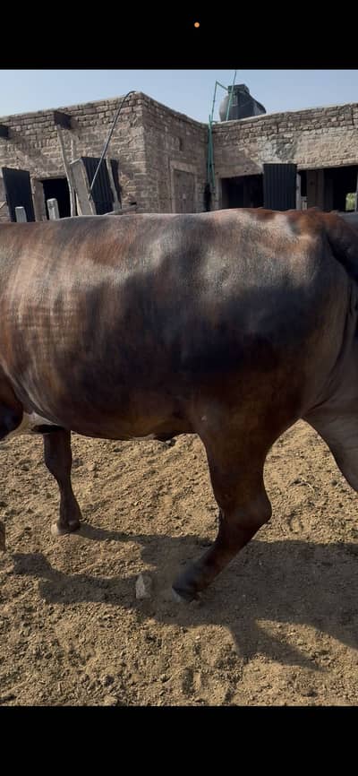 Jersey Friesian Cross Cow For Sale ‘ Cow For Sale