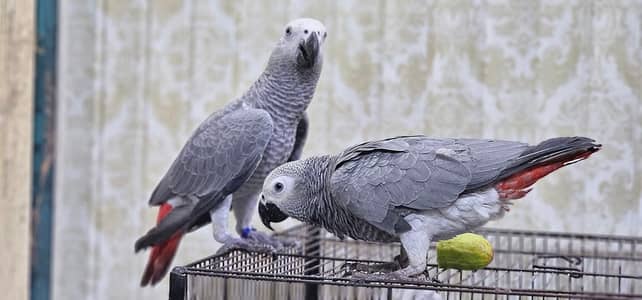 African grey parrot only WhatsApp 03292365490
