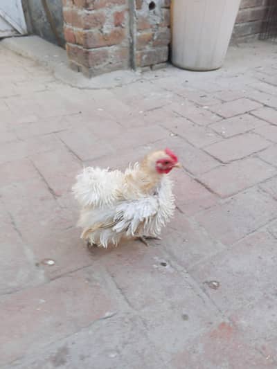 Frizzle bantam female