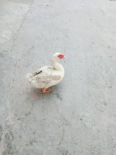 Muscovy males