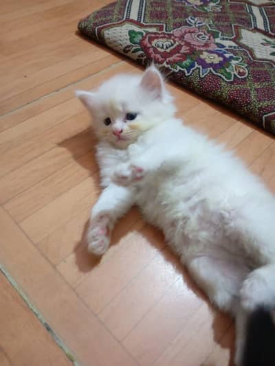 Blue Eyes Female Persian Kittens Double Coated Doll Face Cat