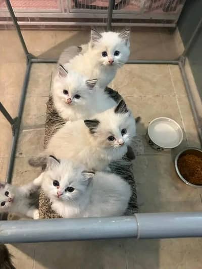 Persian | kittens | Cats | Blue eyes ©®| 3 kot | WA | O348O29O146