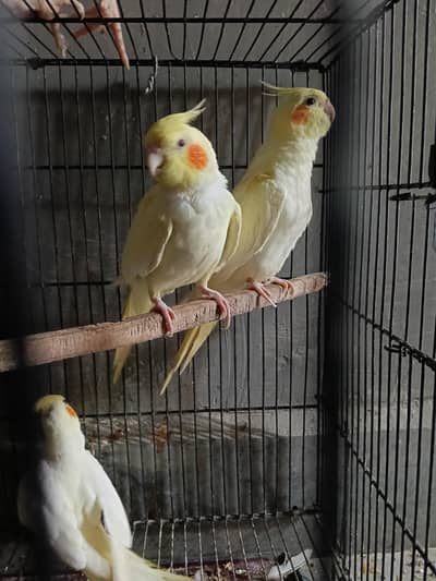 cocktail parrots