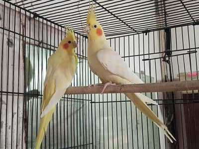 cocktail parot