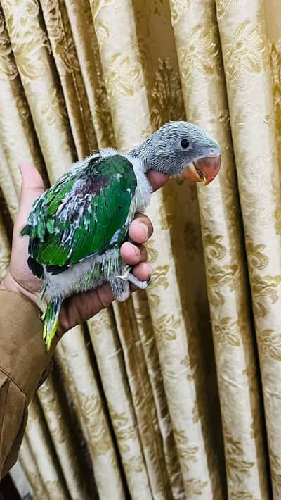 Kashmiri Raw Jumbo Size Talking Chicks Parrot