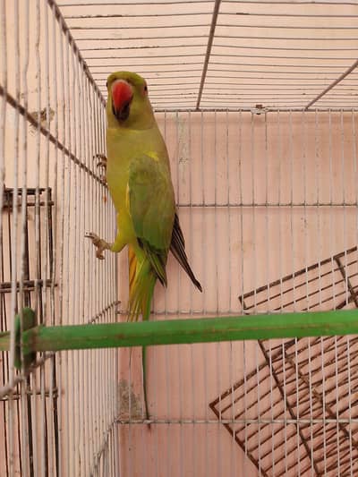 Rengneck green parrot