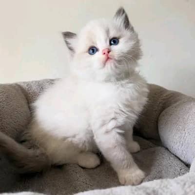 Persian | kittens | Cats | Blue eyes |  3 kot |¢% WA | O348O29O146