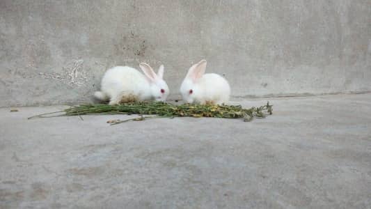 white rabbits red eyes