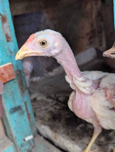 permoz paper white Heera male ,yellow nuk naali