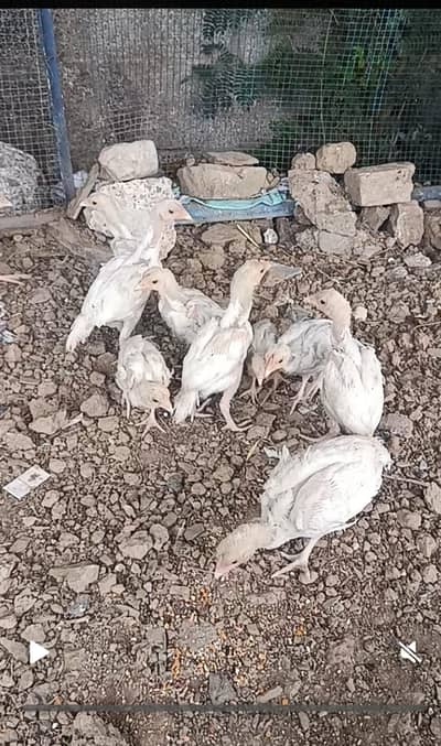 Heery Chicks