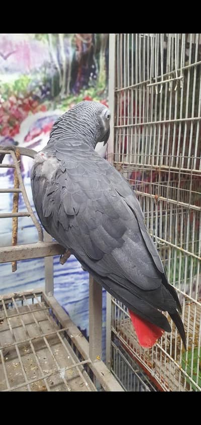 african gray parrot  & Yellow Bip Lori