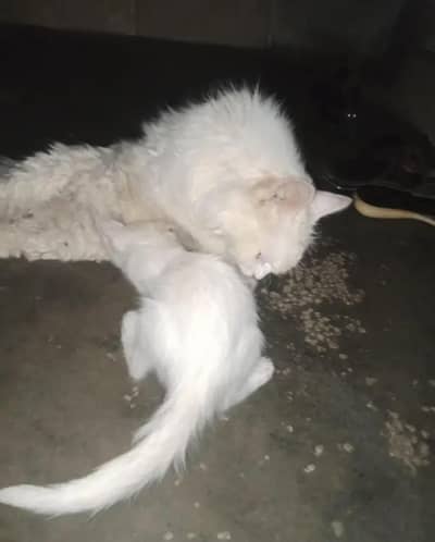 maa beti ha dono female cat