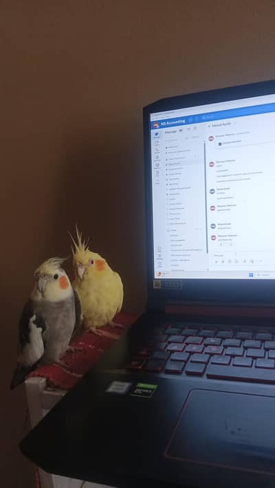 hand tamed 3 breeding pairs cocatail& budgies