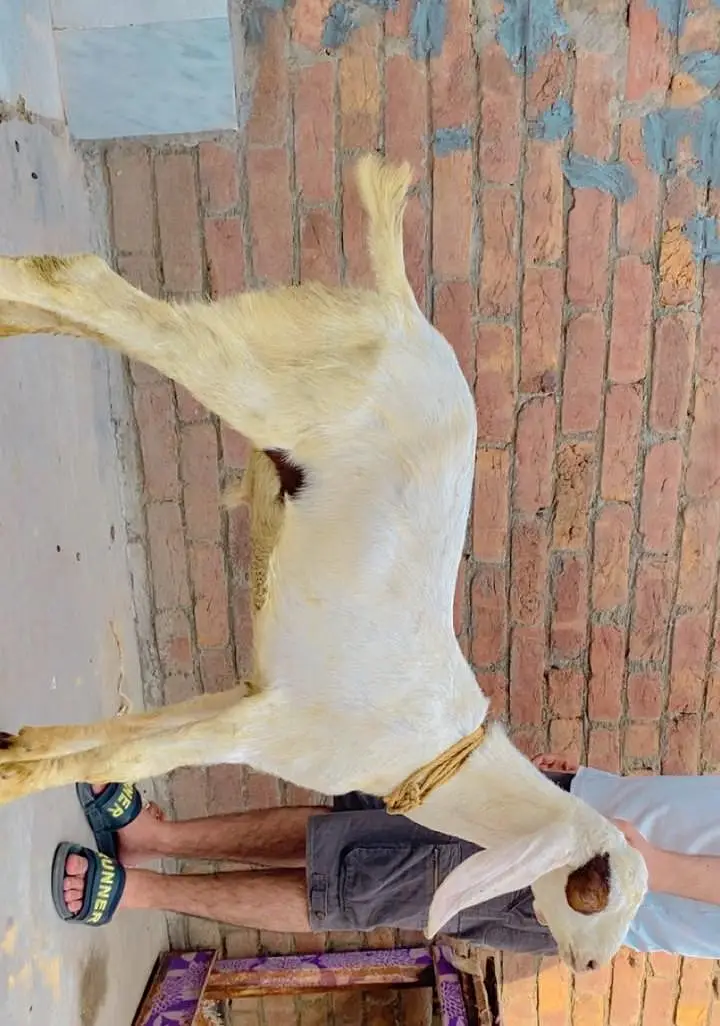 PURE RAJANPURI ABLAK TWO MALES 03258891455 WHATSAPP — photo 2