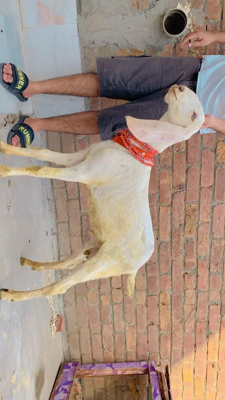 PURE RAJANPURI ABLAK TWO MALES 03258891455 WHATSAPP — photo 3