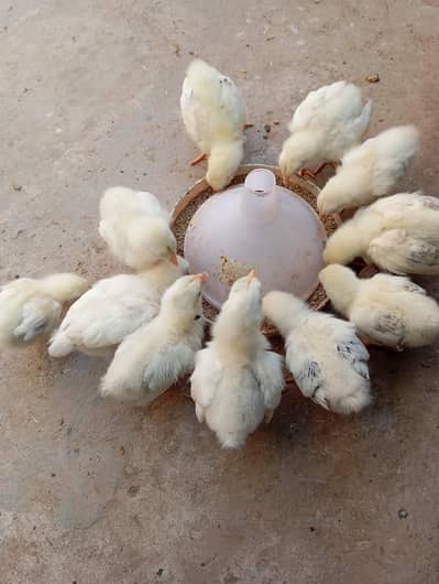 light sasex heritage cheks and eggs for sale