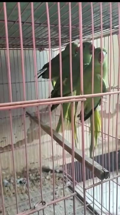 Ringneck chicks for sale self feed 5 months full feathers