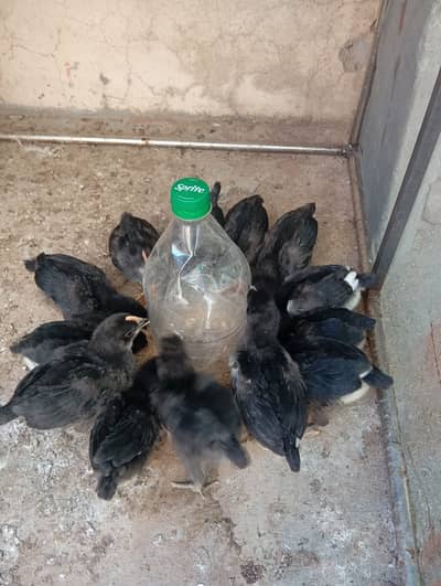 australorp | black australorp | australorp chicks | fertile eggs