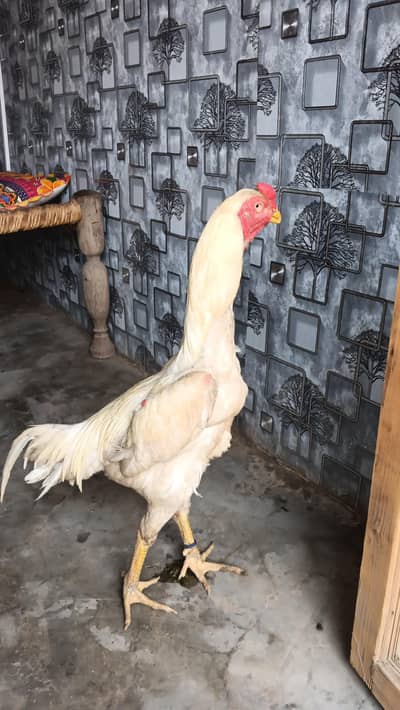 White german ohh shamo