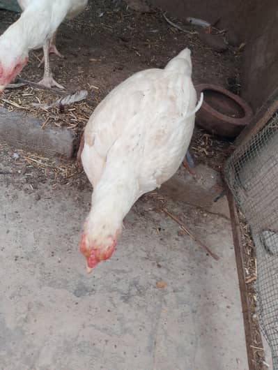 white Heera aseel female
