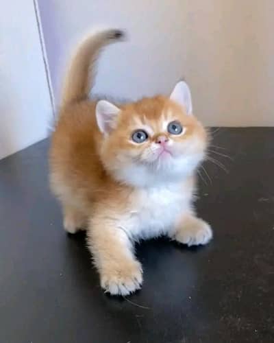 Persian | kittens | Cats | Blue eyes | 3 Coated ÷•| WA | O348O29O146