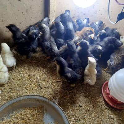 Active and healty chiks