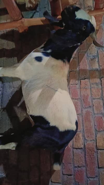 khasi Bakra, full white and black 