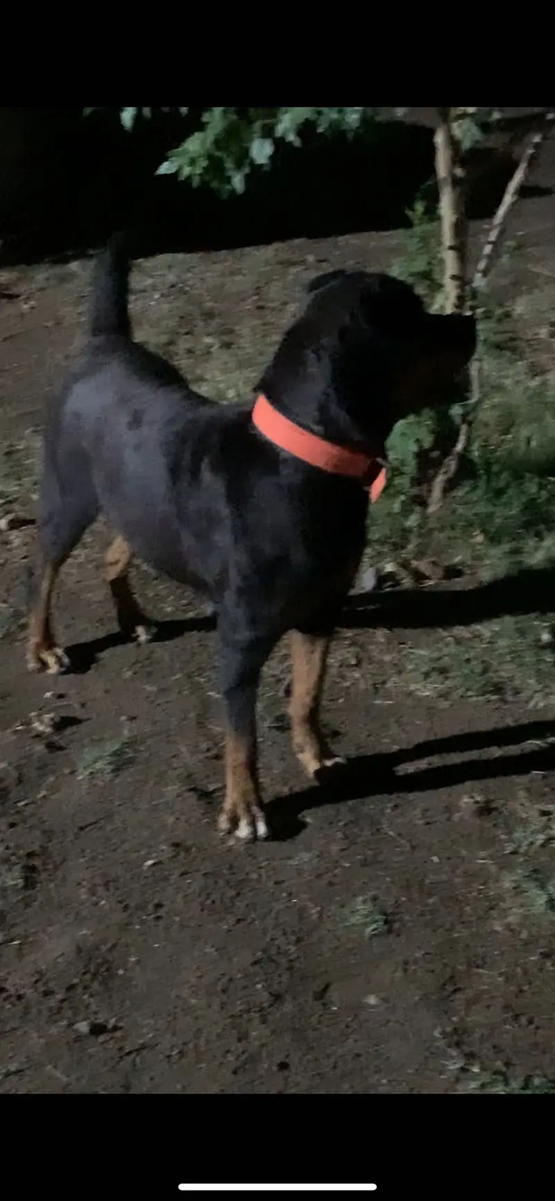 Rottweiler female