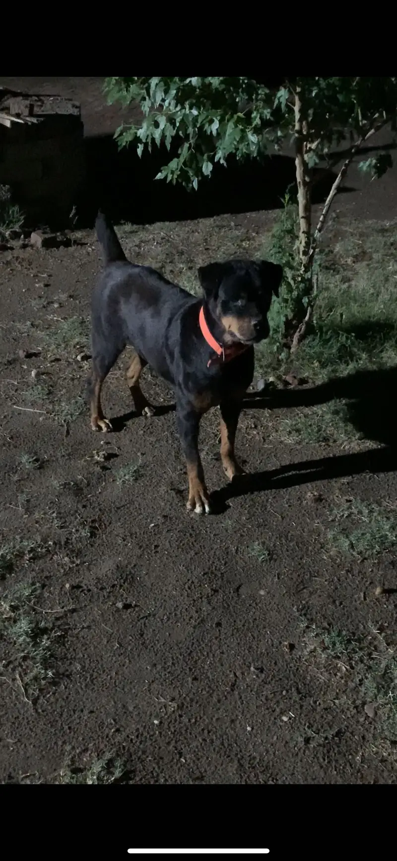 Rottweiler female — photo 2