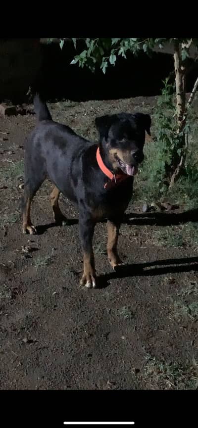 Rottweiler female