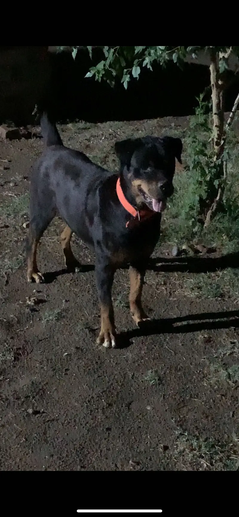 Rottweiler female — photo 3