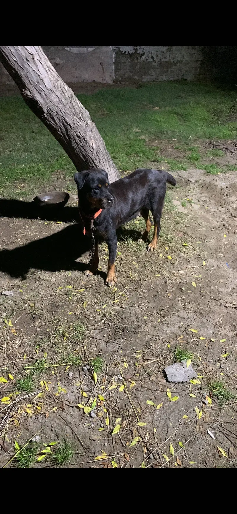 Rottweiler female — photo 4