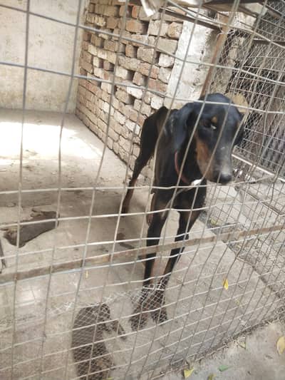 pure doberman puppies female available for sale