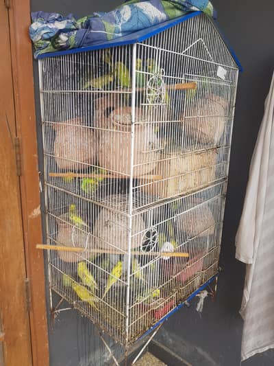 Selling my lovely Budgies with cage