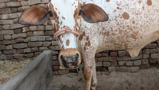 چولستانی گائیں سات مہینے گھبن ساتھ