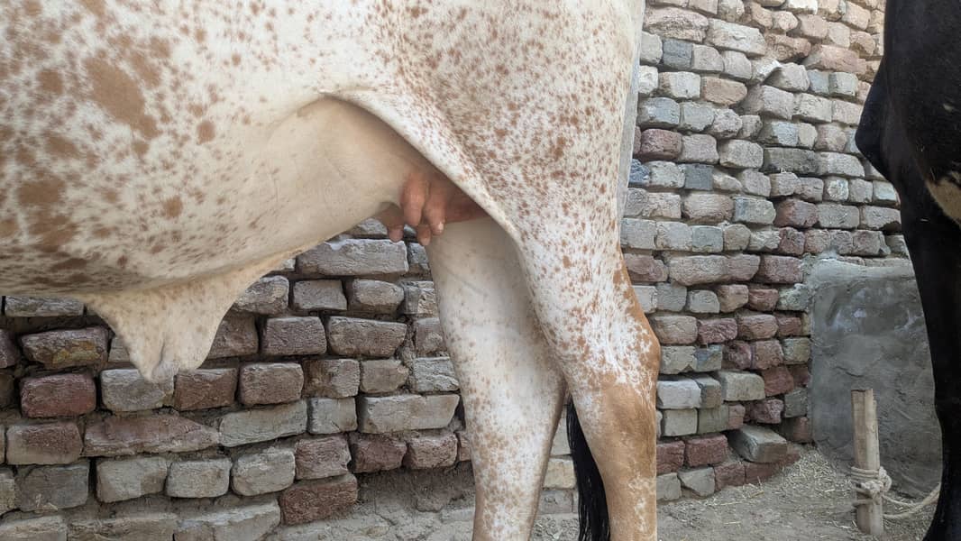 چولستانی گائیں سات مہینے گھبن ساتھ 1