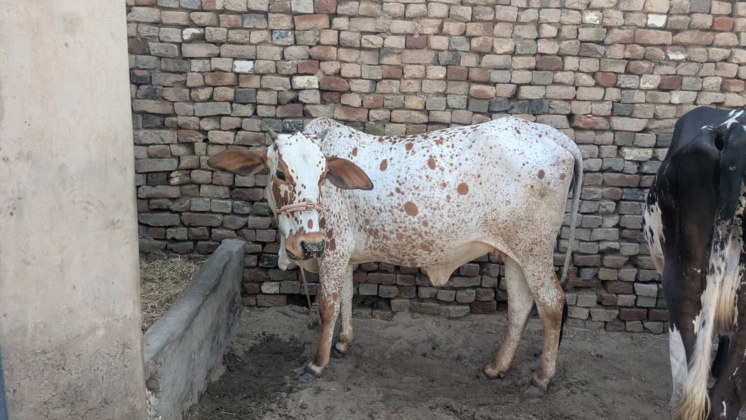 چولستانی گائیں سات مہینے گھبن ساتھ 2