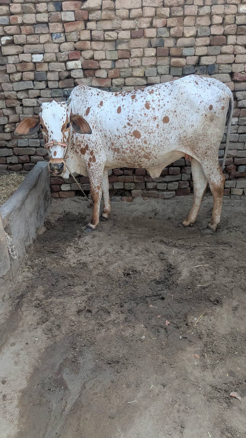 چولستانی گائیں سات مہینے گھبن ساتھ 3