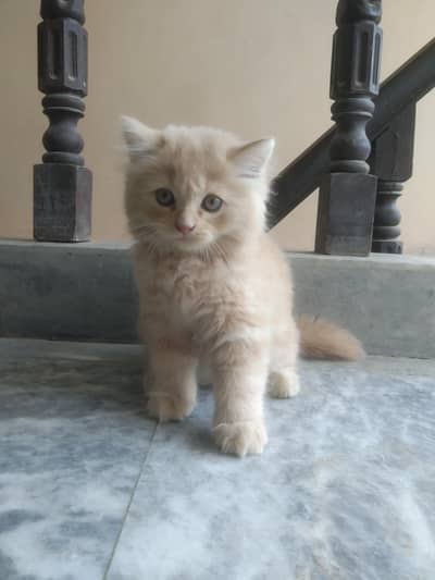 Persian cat Babay Dubble cot Natural Beauty