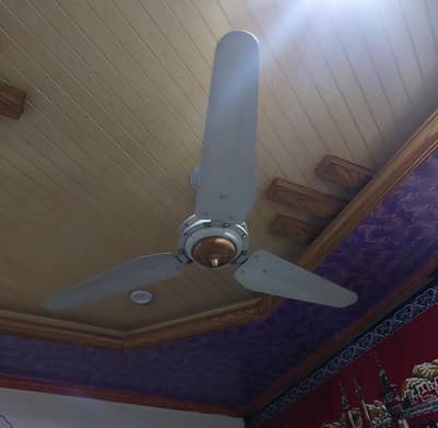 Pak Fan Royal Fan Pak Fan