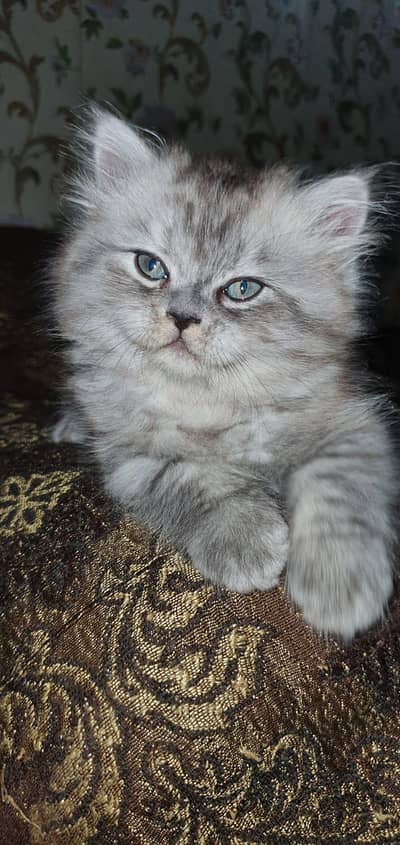 persian kitten_triple coat |punch face kitten | quality cat/