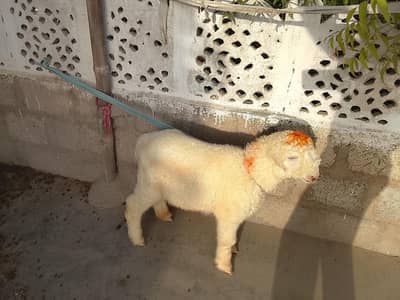 sheep