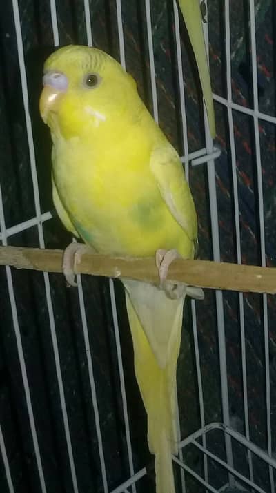 Yellow Lutino Budgie Healthy & Active